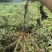牡丹苗牡丹苗价格药用牡丹苗基地批发