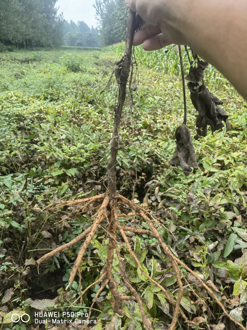 牡丹苗牡丹苗价格药用牡丹苗基地批发