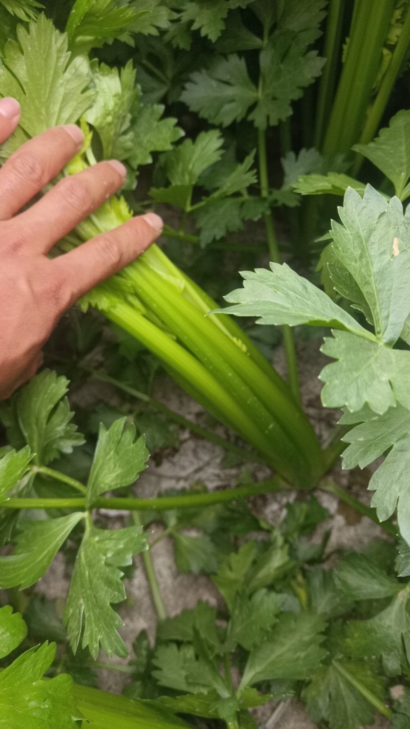 甘肃定西高原夏菜大量上市中，品质**，欢迎采购