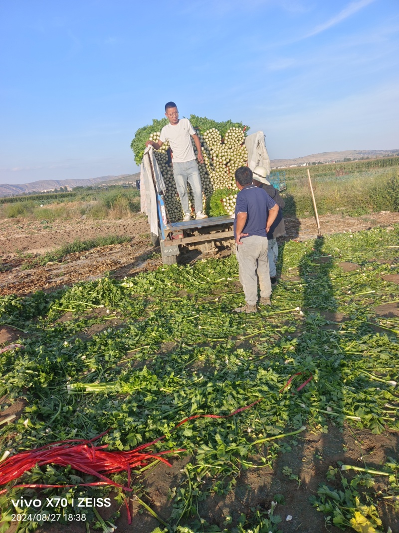 甘肃定西高原夏菜大量上市中，品质**，欢迎采购