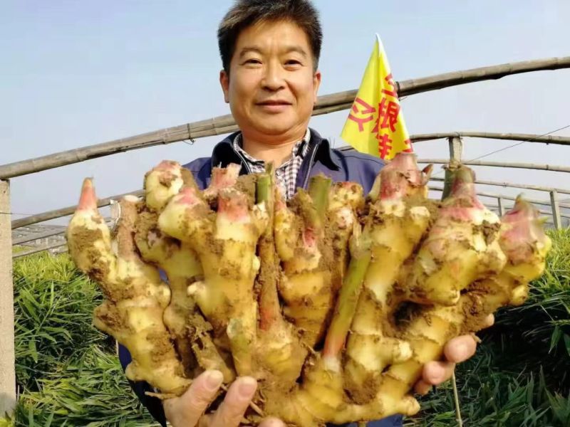 鲜姜大量上市！代收代存，代发货！电商货市场货！