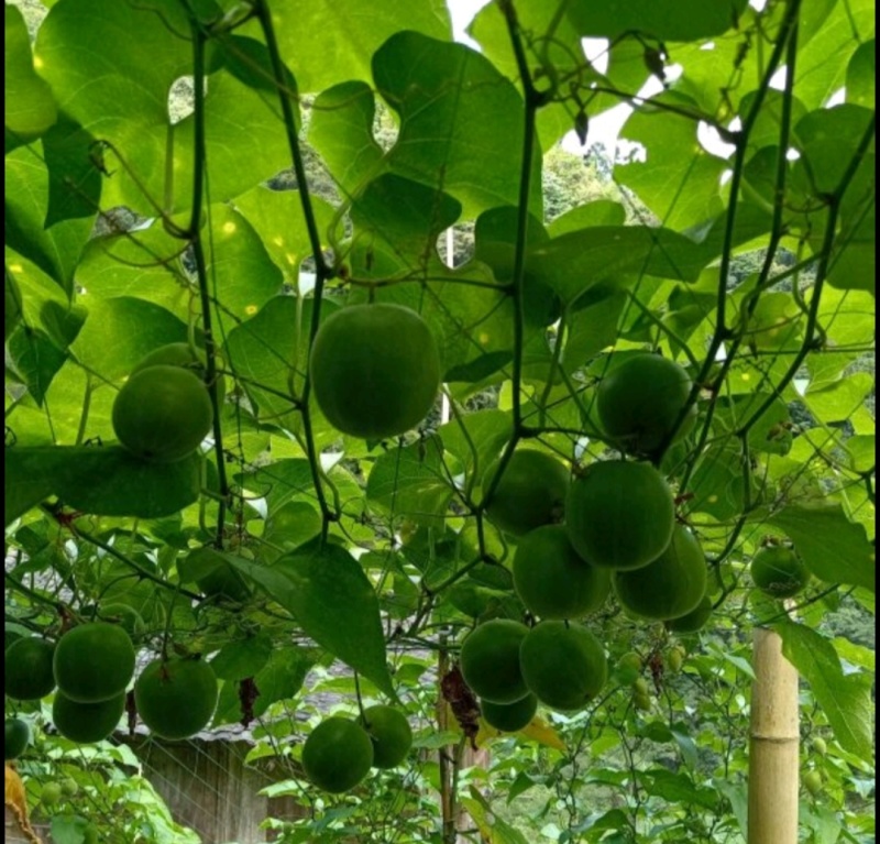 广西罗汉果中草药泡茶