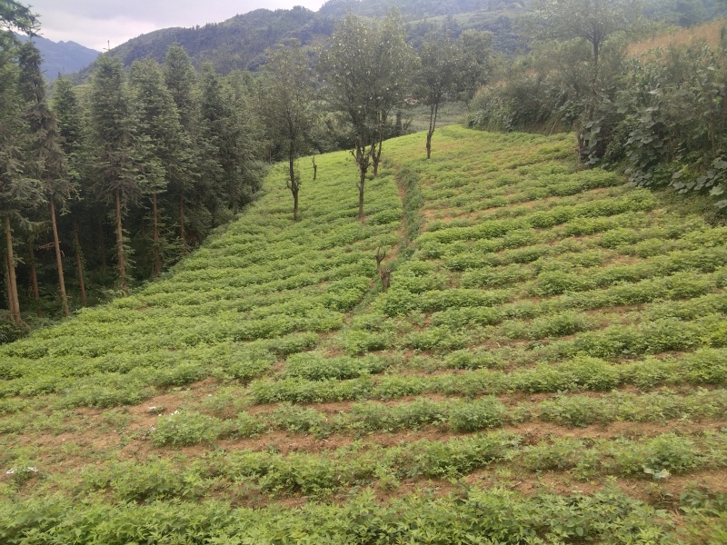 农户自家种植的川厚皮黄柏苗，长期稳定大量供货，欢迎电联！