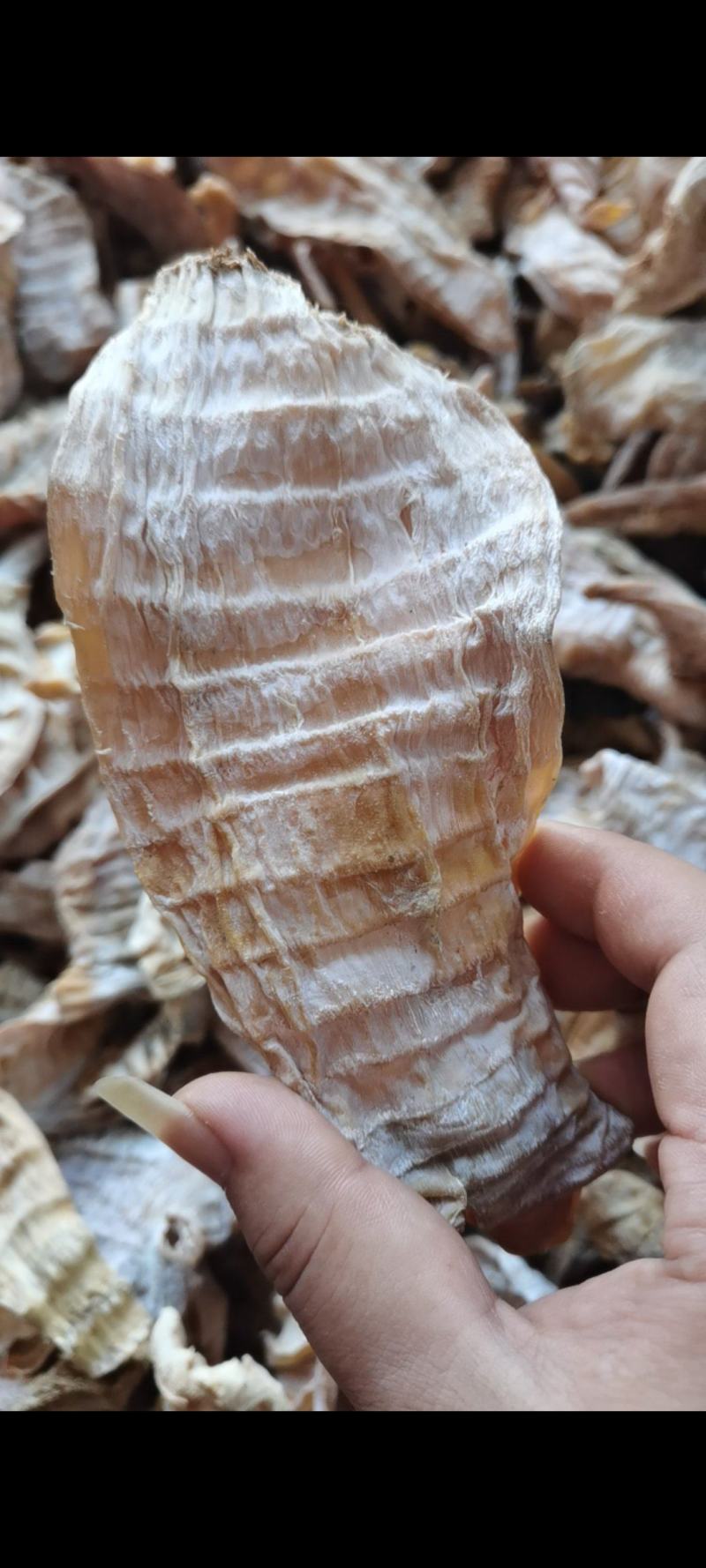 3-5寸的精品笋干量大质优价格优惠一手货源欢迎咨询