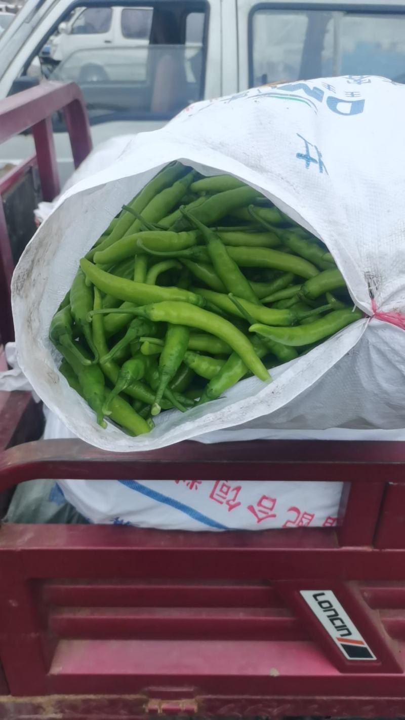 杭椒1.5