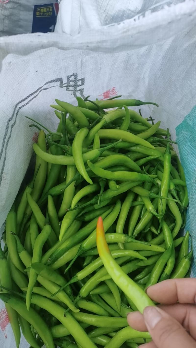 杭椒1.5