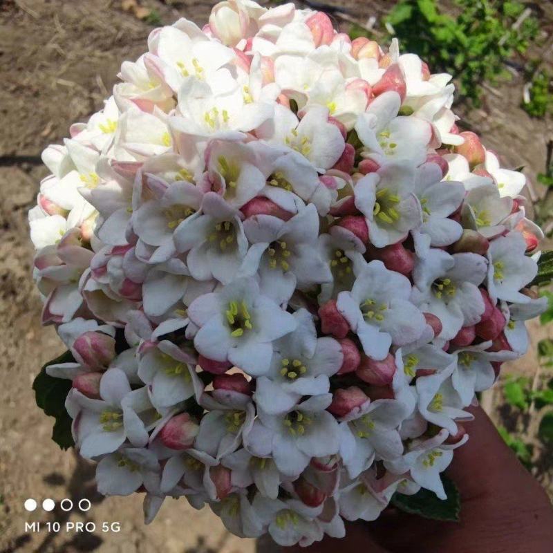 绣球红蕾雪球荚蒾大量供应规格齐全可视频看货