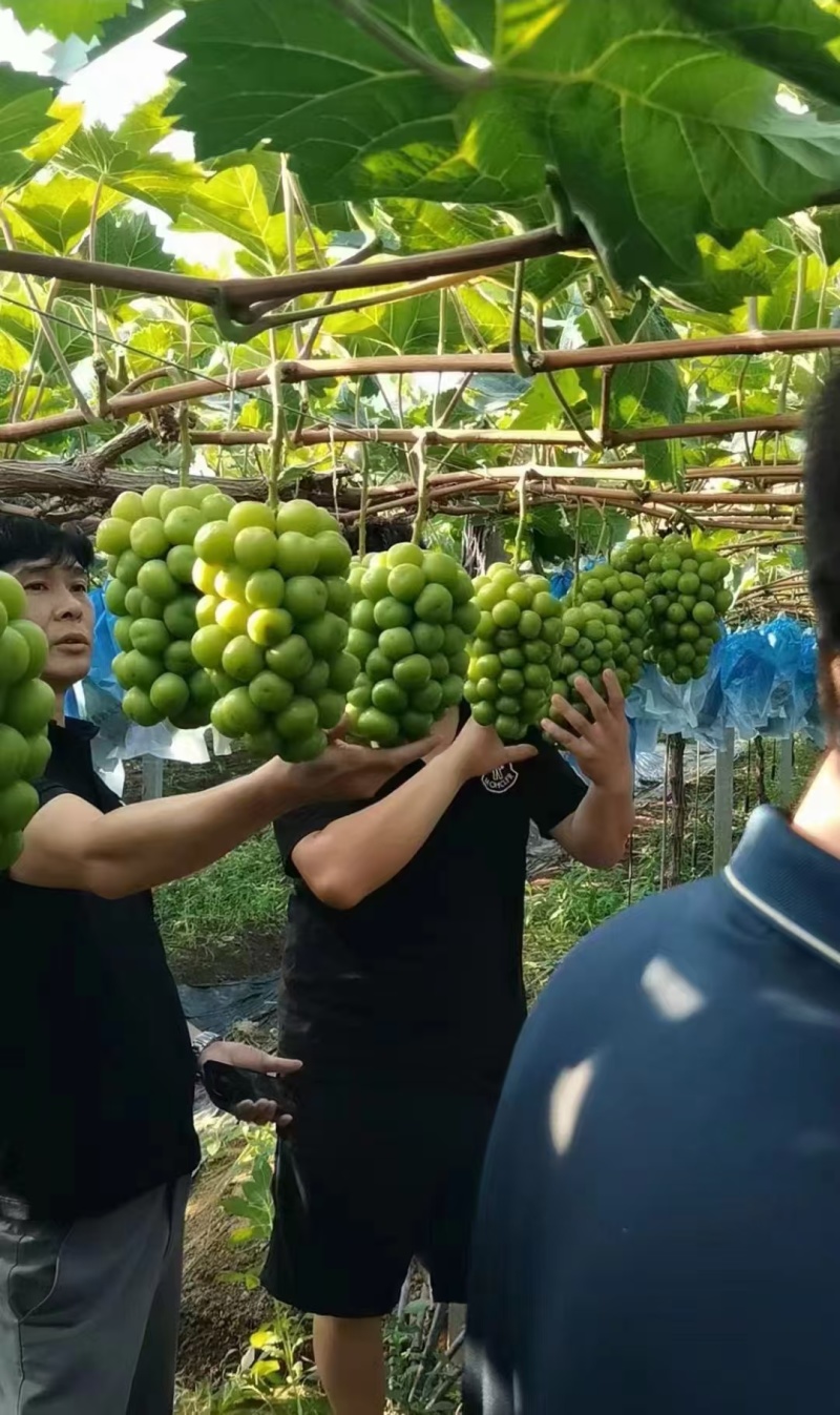 阳光玫瑰葡萄万亩基地，保甜保质保量，正在上市