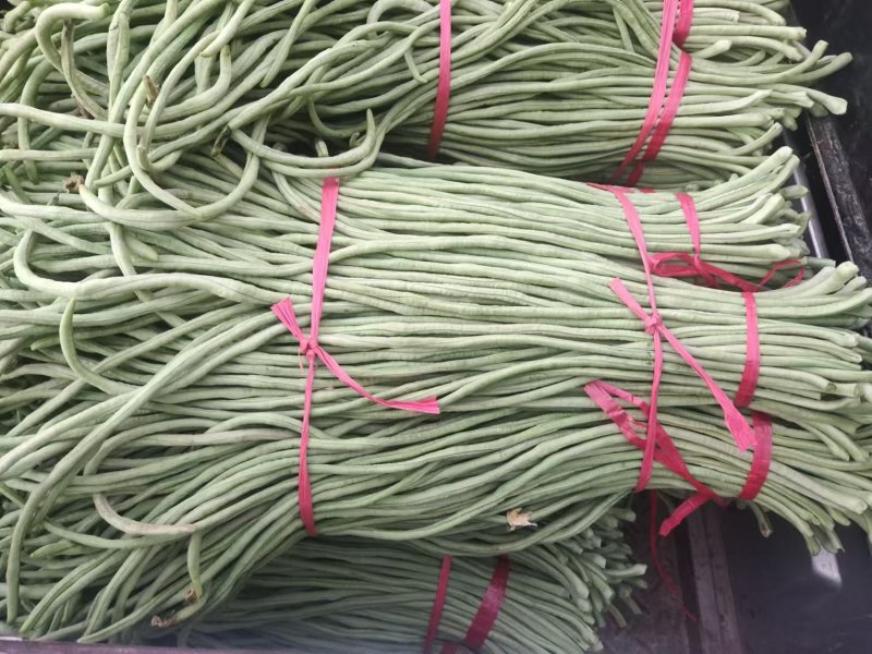 新茬豆角大量供应，质量非常好，要的老板联系