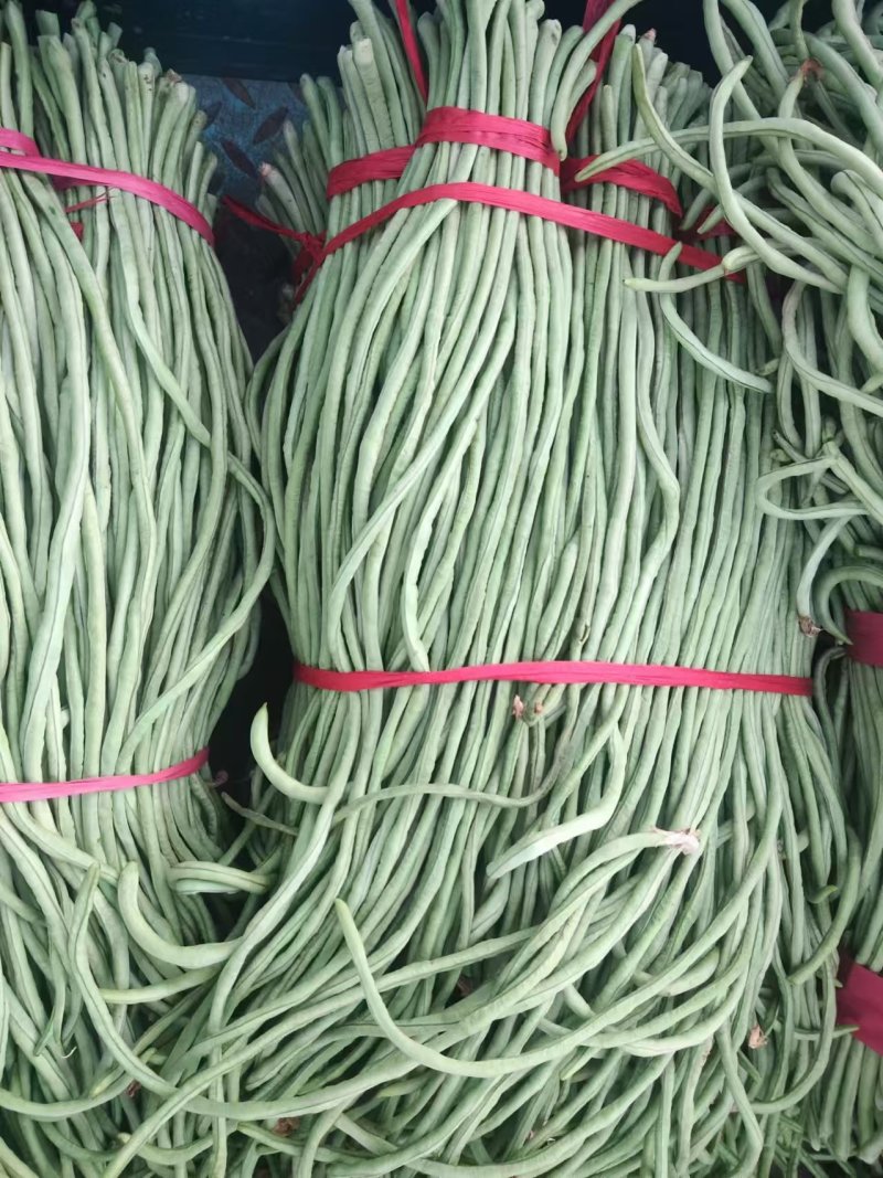 新茬豆角大量供应，质量非常好，要的老板联系