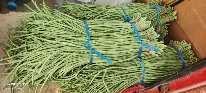 新茬豆角大量供应，质量非常好，要的老板联系