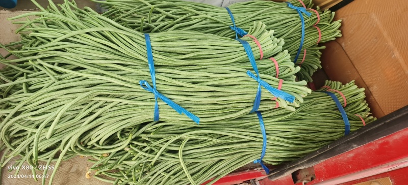 新茬豆角大量供应，质量非常好，要的老板联系