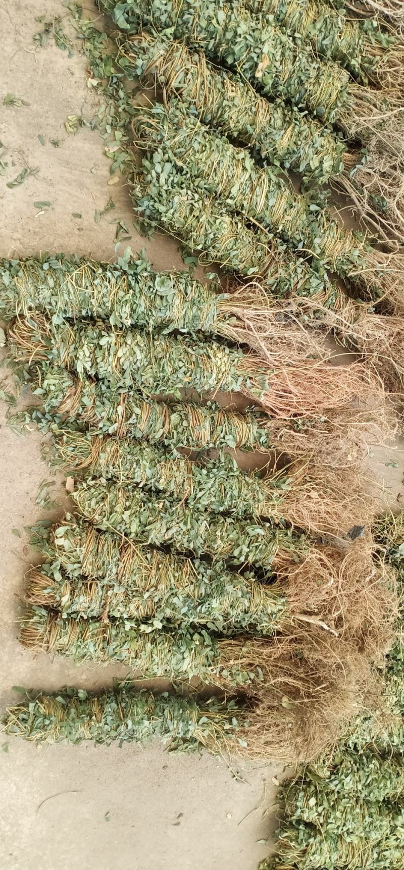 大叶长扎鸡骨草中药批发一手货源量大忧惠全国发货