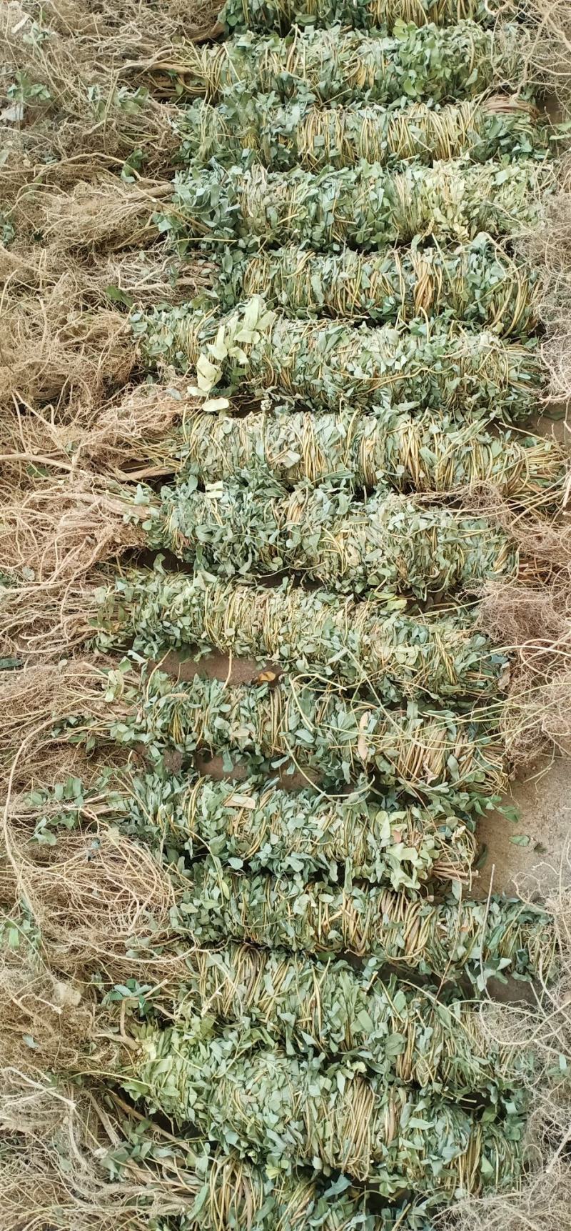 大叶长扎鸡骨草中药批发一手货源量大忧惠全国发货