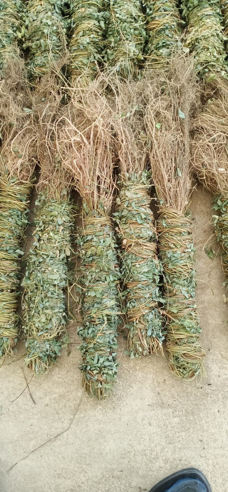大叶长扎鸡骨草中药批发一手货源量大忧惠全国发货