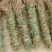 大叶长扎鸡骨草中药批发一手货源量大忧惠全国发货