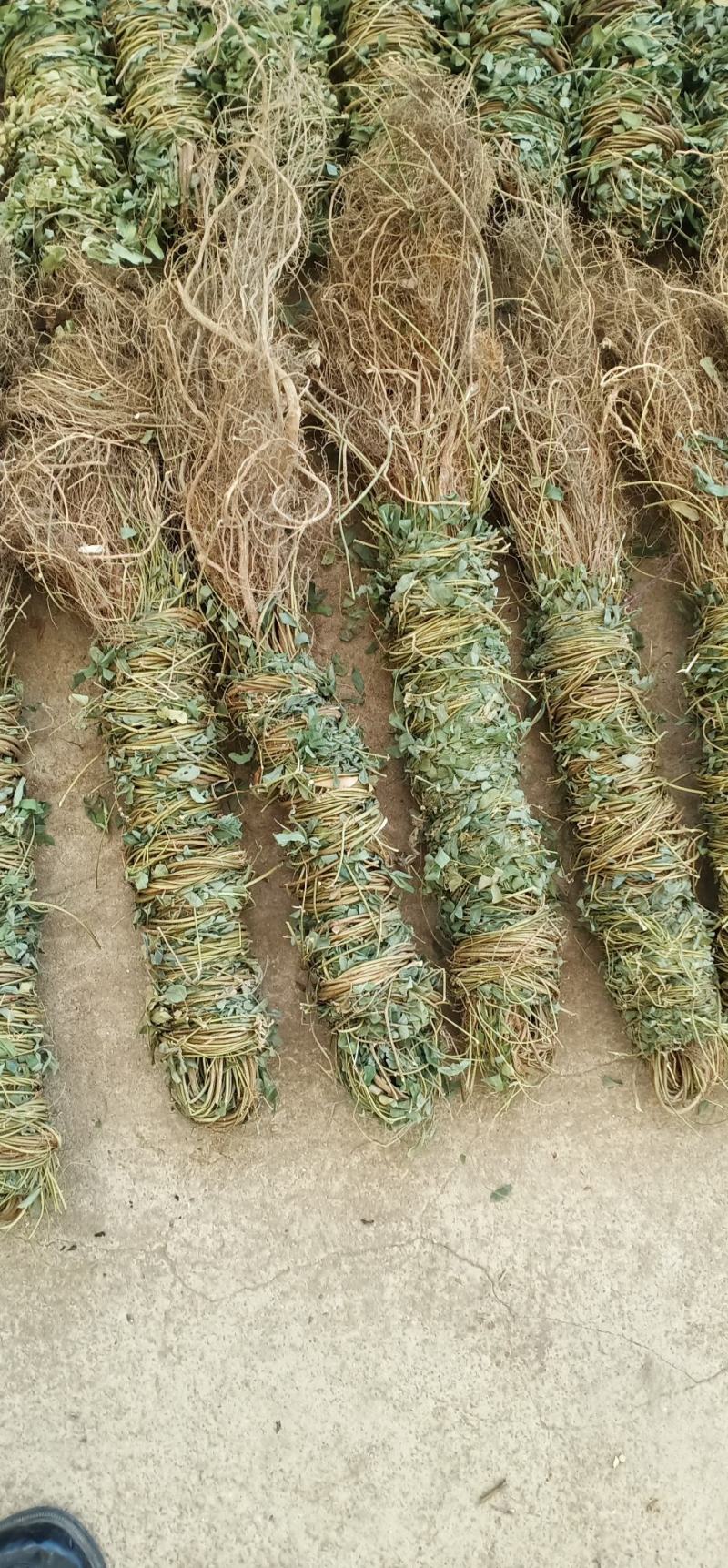 大叶长扎鸡骨草中药批发一手货源量大忧惠全国发货