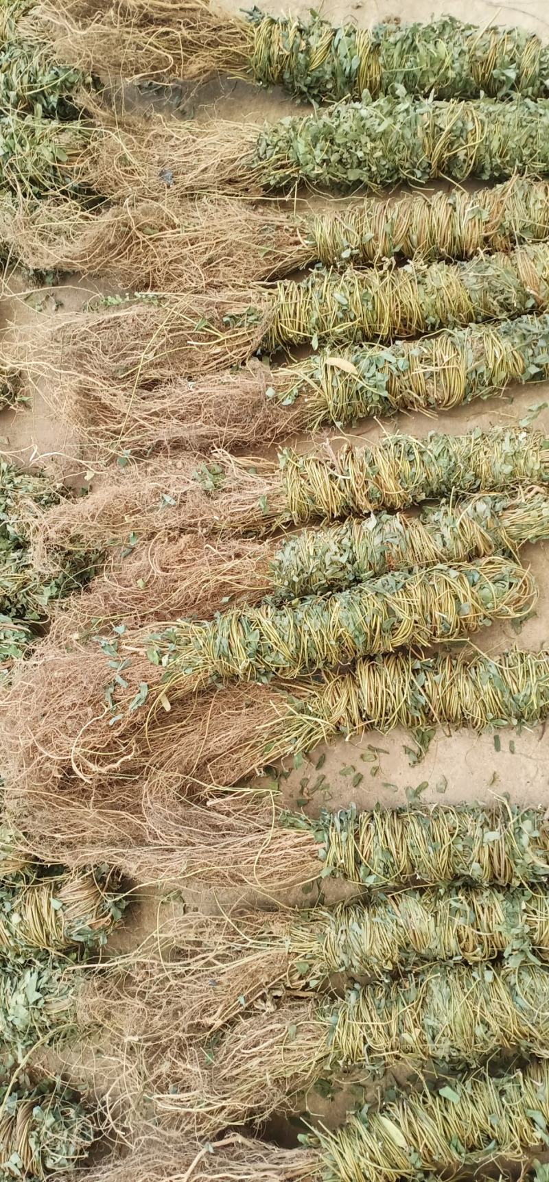 大叶长扎鸡骨草中药批发一手货源量大忧惠全国发货