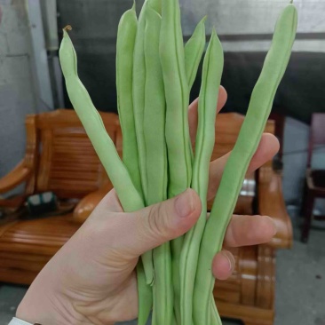 四季豆，产地看货论价保质保量，欢迎定购，量大从优