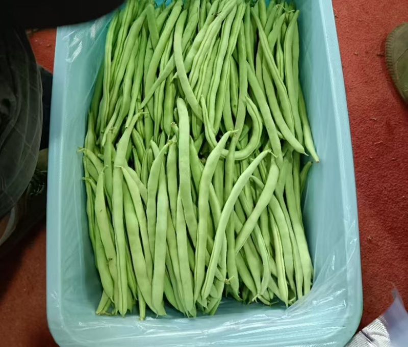 四季豆，产地看货论价保质保量，欢迎定购，量大从优