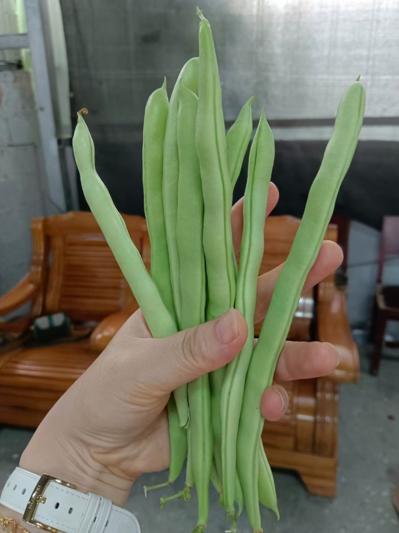 四季豆，产地看货论价保质保量，欢迎定购，量大从优