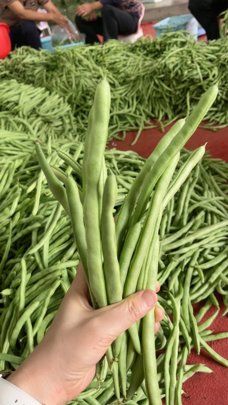 四季豆，产地看货论价保质保量，欢迎定购，量大从优