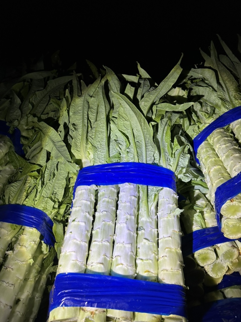 内蒙产地精品莴笋大量上市中，无花无苔精品亮绿杆子。