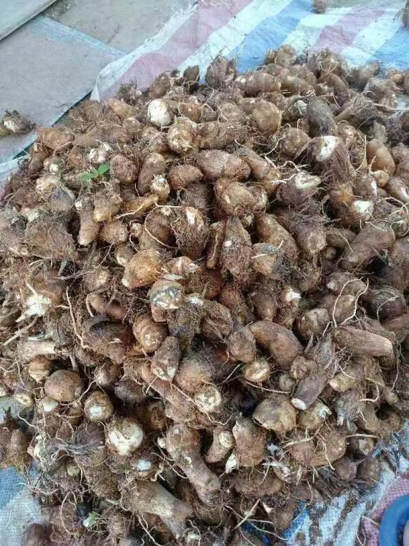 荔浦香芋，小芋仔，红芽芋，单品果50克起