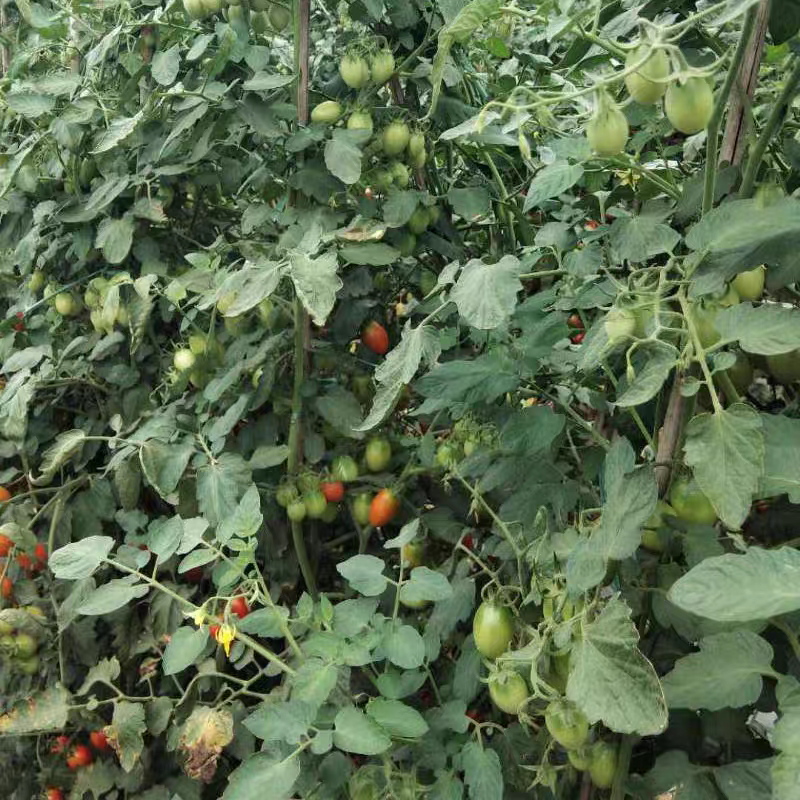 水果番茄产地看货论价保质保量支持视频看货