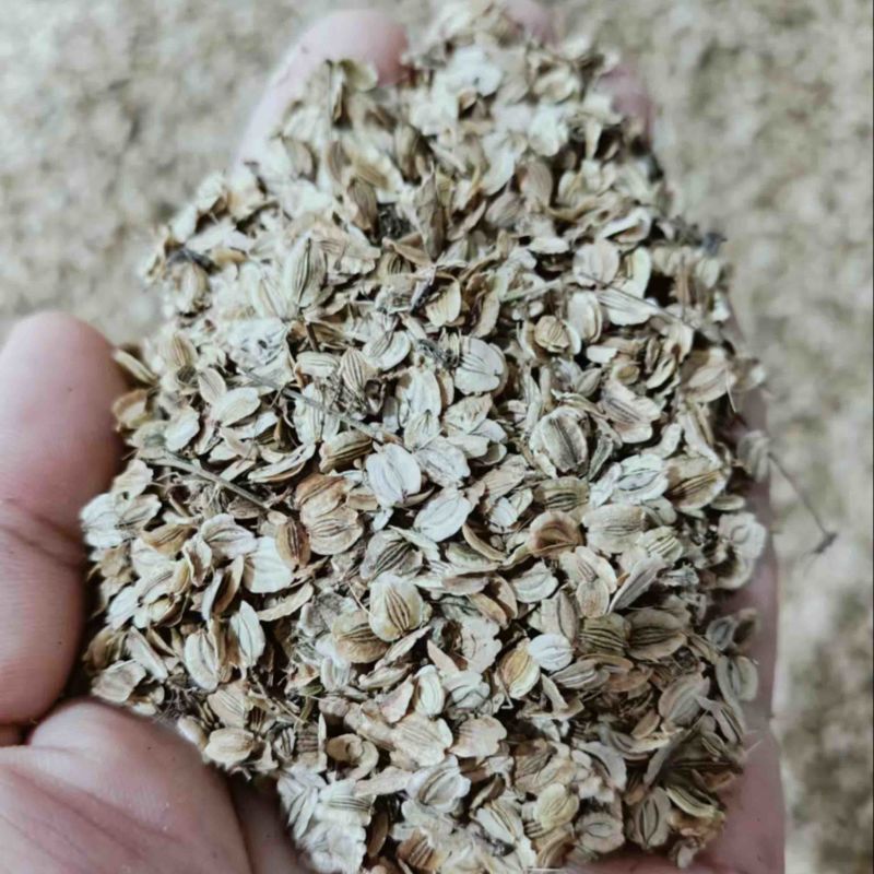 【优选】白芷种子成活率高提供种植技术欢迎来电咨询合作