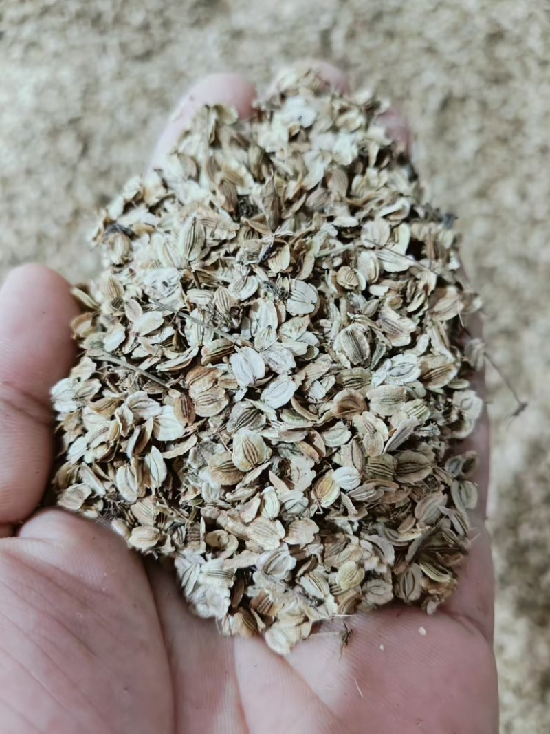 【优选】白芷种子成活率高提供种植技术欢迎来电咨询合作