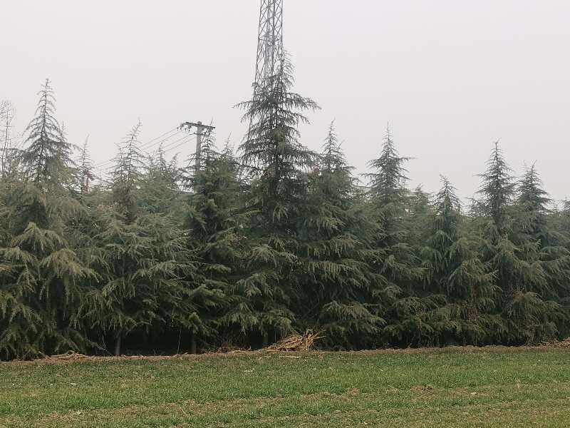 【实力推荐】精品雪松/产地直发/西安雪松/大量出货/视频