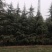 【实力推荐】精品雪松/产地直发/西安雪松/大量出货/视频