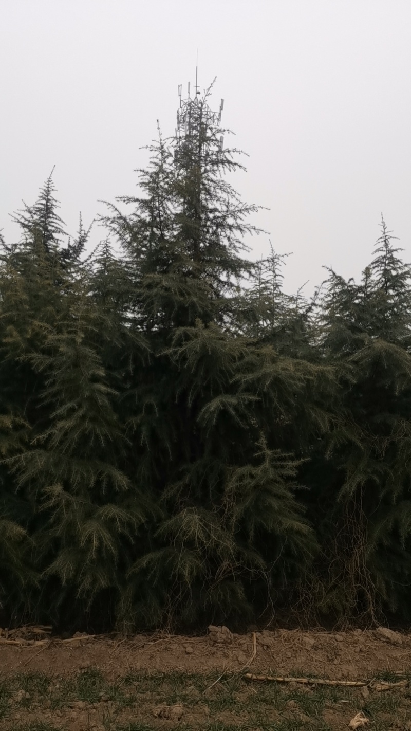 【实力推荐】精品雪松/产地直发/西安雪松/大量出货/视频