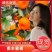 优质南丰蜜橘《贡桔》香甜多汁，颜色火红质优价廉产地直供