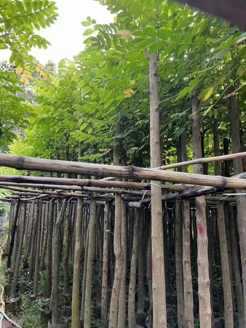 光杆火焰木3～15公分基地直发规格齐全质量优质