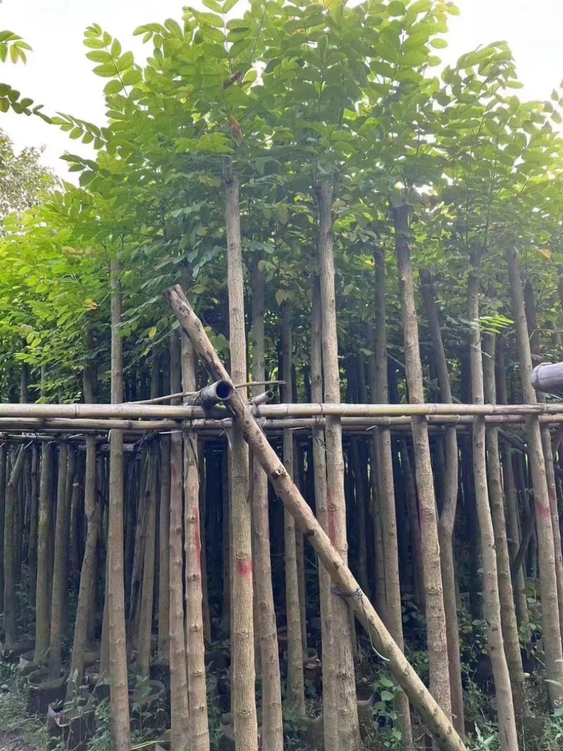 光杆火焰木3～15公分基地直发规格齐全质量优质