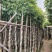光杆火焰木3～15公分基地直发规格齐全质量优质