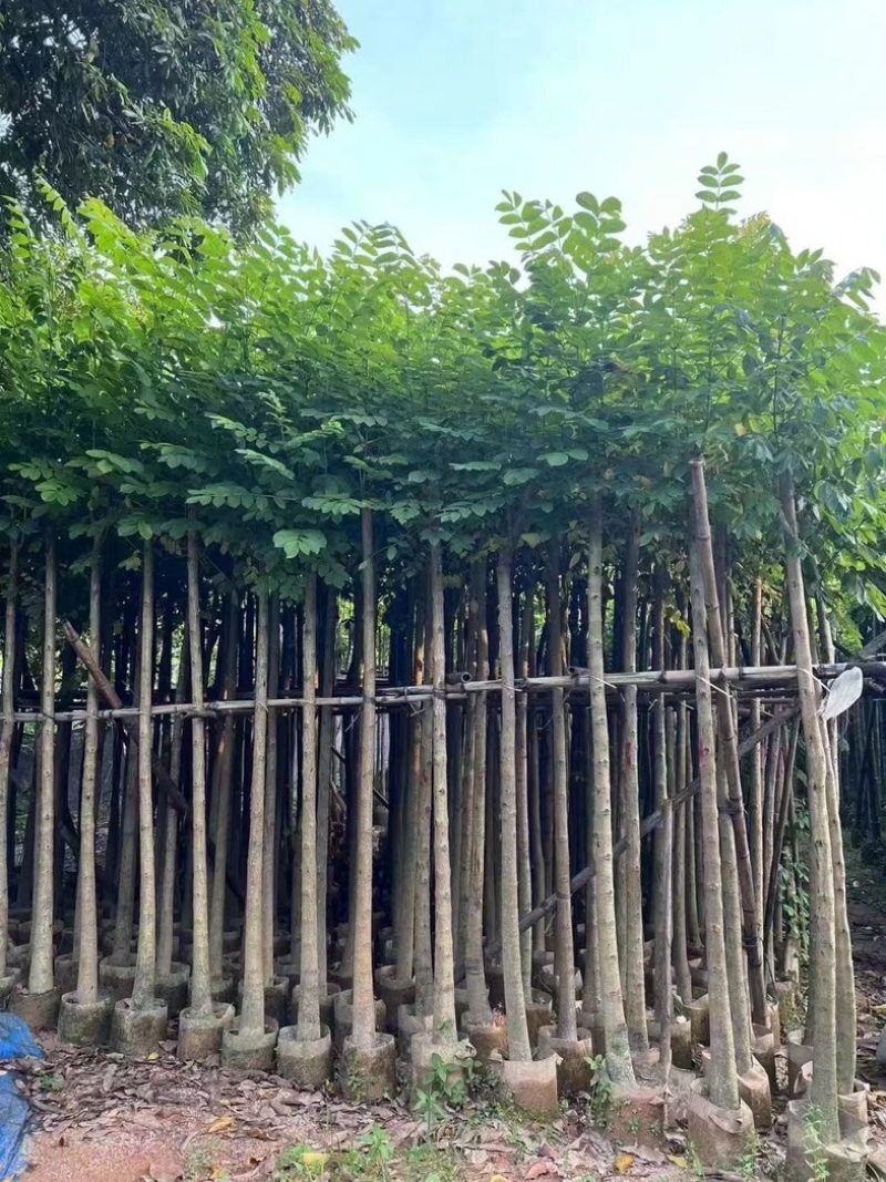 光杆火焰木3～15公分基地直发规格齐全质量优质