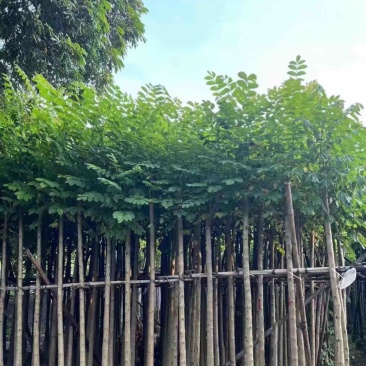光杆火焰木3～15公分基地直发规格齐全质量优质