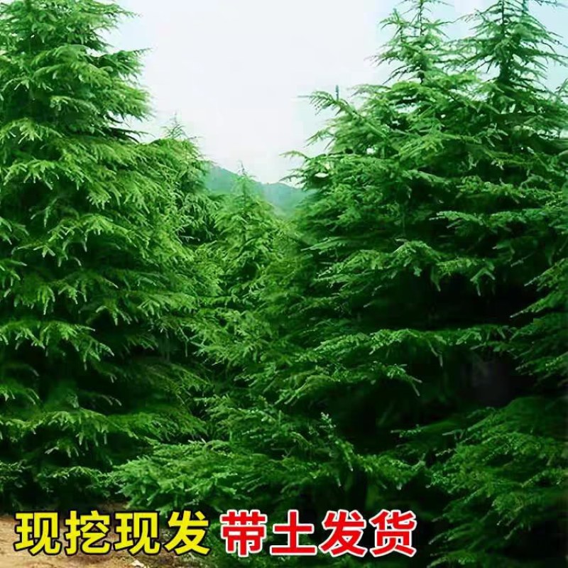 【实力推荐】精品雪松/产地直发/西安雪松/大量出货/视频