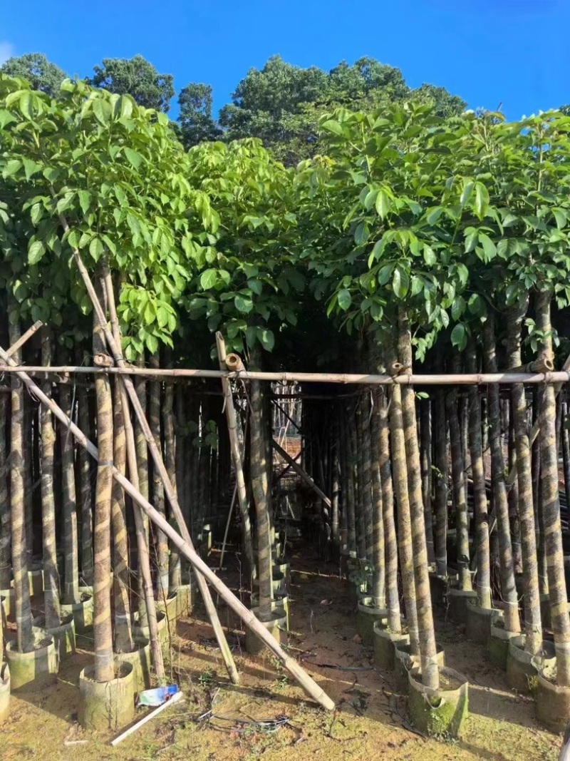 光杆秋枫3～15公分基地直发规格齐全质量优质
