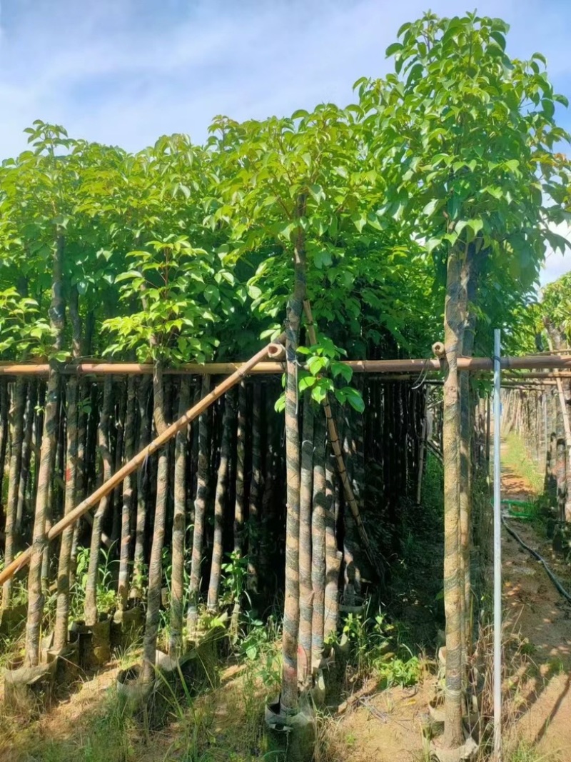 光杆秋枫3～15公分基地直发规格齐全质量优质