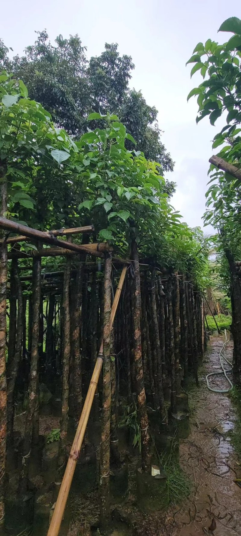 光杆秋枫3～15公分基地直发规格齐全质量优质