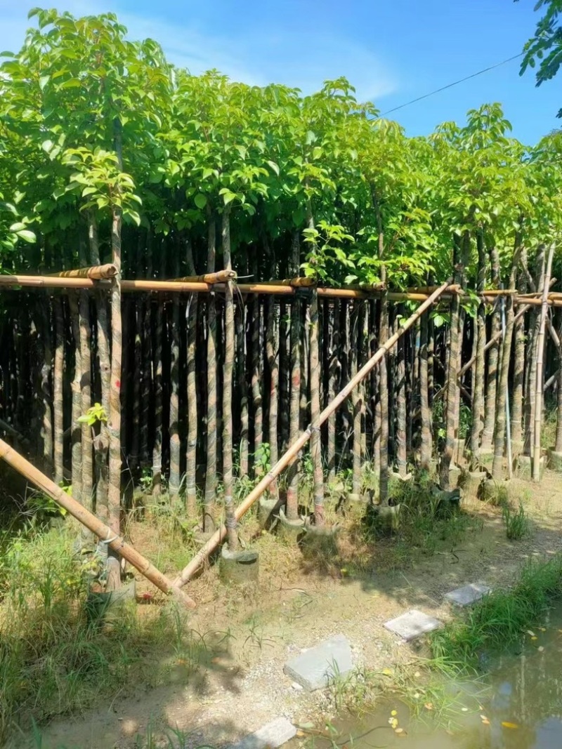 光杆秋枫3～15公分基地直发规格齐全质量优质