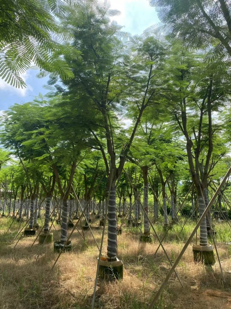 骨架凤凰木10～25公分基地直发规格齐全质量优质