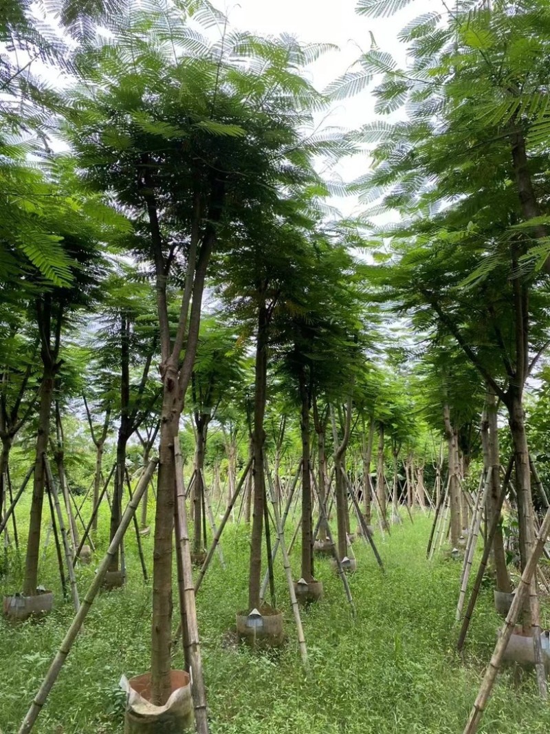骨架凤凰木10～25公分基地直发规格齐全质量优质