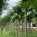 骨架凤凰木10～25公分基地直发规格齐全质量优质