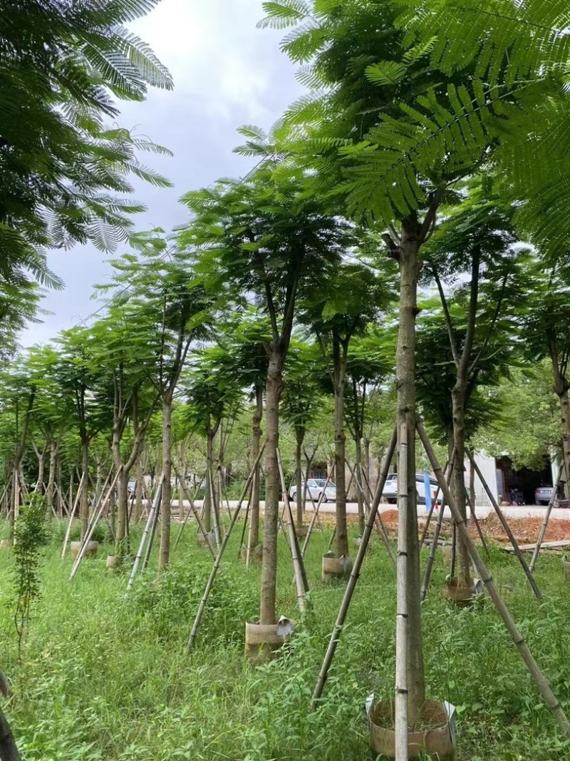 骨架凤凰木10～25公分基地直发规格齐全质量优质