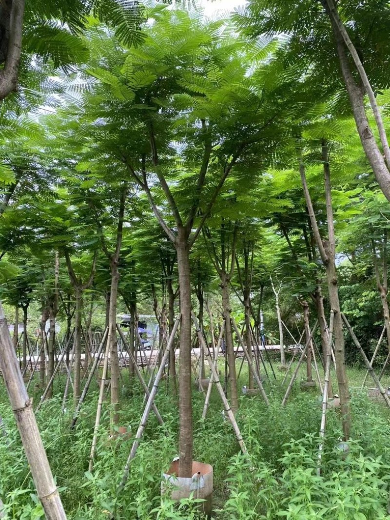 骨架凤凰木10～25公分基地直发规格齐全质量优质
